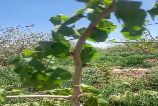 سرمازدگی در شهرستان  شهربابک به محصول  پسته خسارات زیادی وارد آورده است 