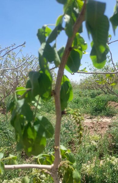 سرمازدگی در شهرستان  شهربابک به محصول  پسته خسارات زیادی وارد آورده است 