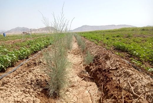 کاشت گز برای مزرعه چوب در استهبان 