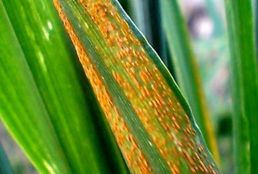 آفت زنگ زرد در گندمزار‌های کردستان؛ ضرورت سمپاشی مزارع