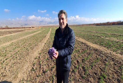 سطح زیر کشت زعفران در آذربایجان شرقی به بیش از ۴۲۵ هکتار رسید