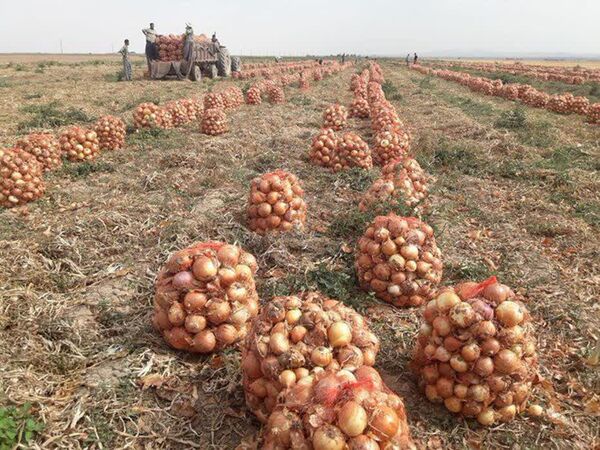 برداشت بیش از ۱۲۷ هزار تن پیاز از مزارع آذربایجان‌غربی