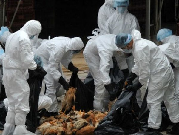 شناسایی گونه جدید آنفلوآنزا