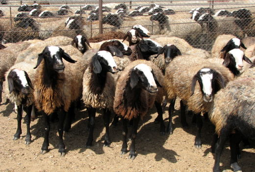 صدور پروانه دامداری به واحدهای دامداری سنتی  استان قزوین