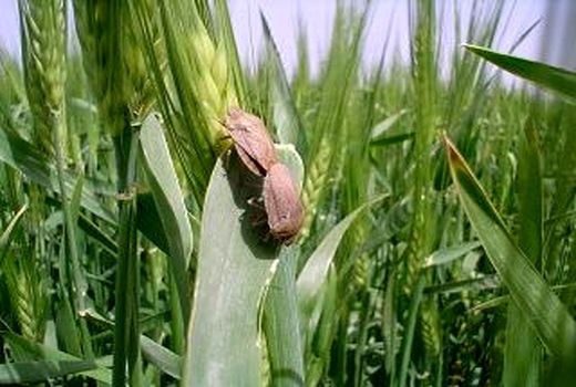 مبارزه با سن گندم در بیش از 30 هزار هکتار از مزارع  استان زنجان  انجام شد