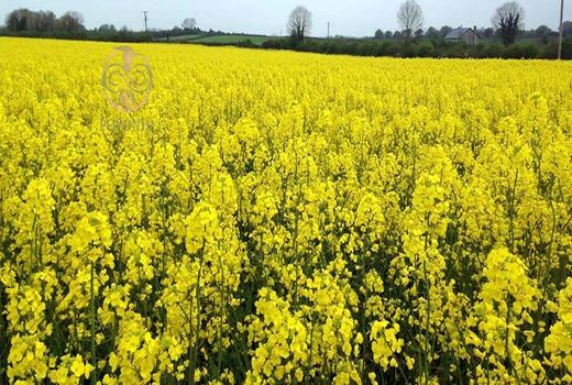 برآورد تولید ۷۰۰۰ تن  کلزا در استان کرمانشاه