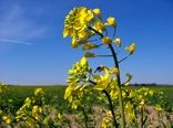 کشت کلزا با ارقام استرالیایی در هرمزگان کلید خورد