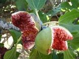 انجیرکاری دیم از فرسایش خاک و ایجاد ریزگرد جلوگیری کند