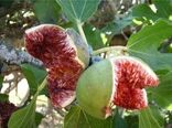 انجیرکاری دیم از فرسایش خاک و ایجاد ریزگرد جلوگیری کند