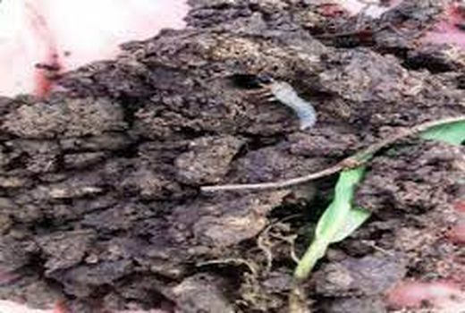 جهاد کشاورزی خراسان شمالی نسبت به فعالیت آفت سوسک سیاه در مزارع غلات هشدار داد