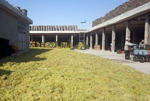 تولید 40 هزار تن کشمش در سال جاری در سطح شهرستان بناب