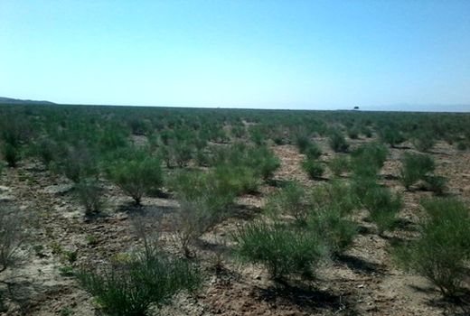ایجاد 2 هزار هکتار تاغ کاری و پوشش گیاهی برای جلوگیری از گسترش بیابان