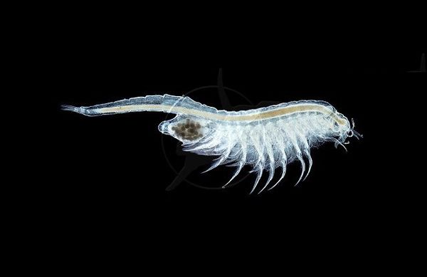 اجرای 5 طرح تحقیقاتی جهت کمک به بهبود وضعیت کم آبی دریاچه ارومیه