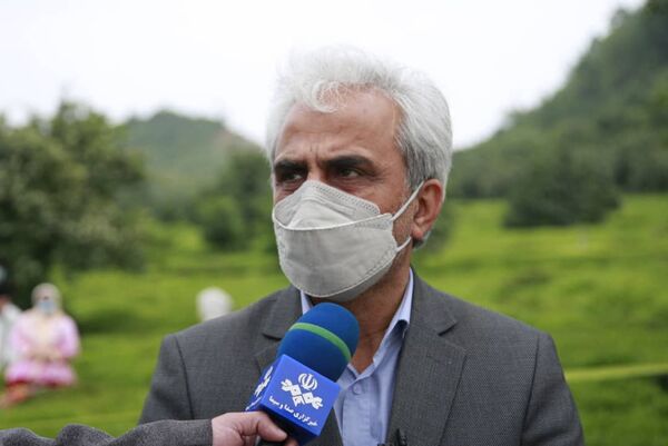خریداری بالغ بر 52هزار تن برگ سبز چای از کشاورزان گیلانی و مازندرانی