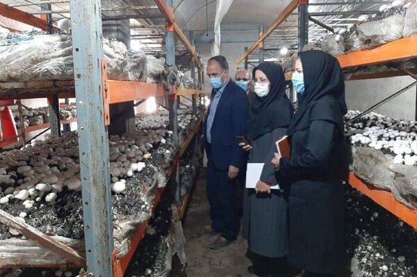  سالانه 410 تن قارچ خوراکی در میاندوآب تولید می‌شود 