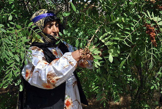 برداشت سماق در شهرستان هوراند 