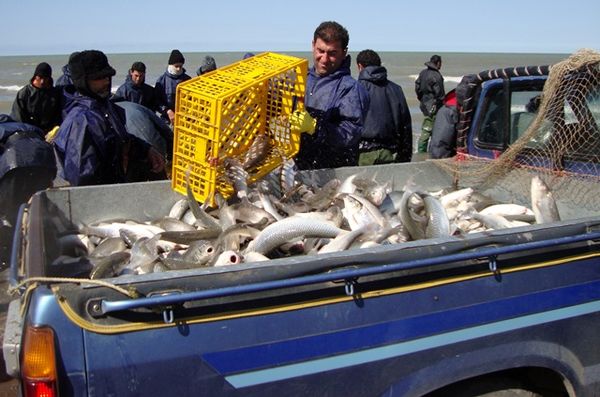 صید ماهیان استخوانی تمدید نمی‌شود/ پیش‌بینی کاهش صید ماهیان استخوانی