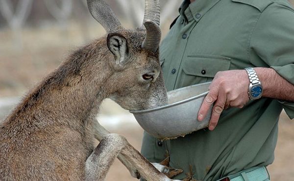 آموزش خارج از کشور برای محیط بانان نمونه/ رد شایعه حذف اعتبار مقابله با ریزگردها در لایحه بودجه 95