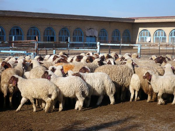 صادرات بیش از 500 هزار راس دام زنده به خارج از کشور