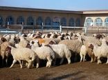 صادرات بیش از 500 هزار راس دام زنده به خارج از کشور