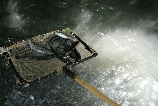 140تن انواع ماهی قزل آلا و کپور در شهرستان البرز تولید شد