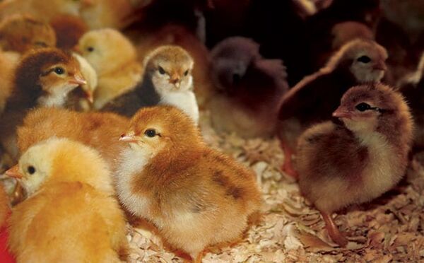 استفاده از جوجه‌های نژاد بومی و ایجاد ارزش افزوده برای محصولات تولیدی