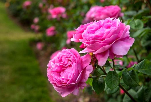 ثبت جهانی گل محمدی به نام ایران یک ضرورت ملی است