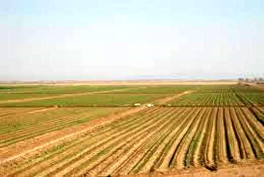 کشت پاییزه در حدود ۱۹۲ هزار هکتار از اراضی خراسان شمالی 