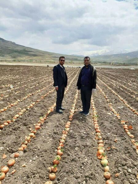 آغاز  کشت پیاز بذری در شهرستان کوهرنگ استان چهارمحال و بختیاری