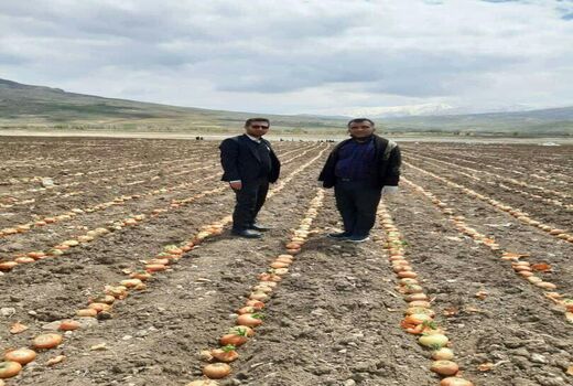 آغاز  کشت پیاز بذری در شهرستان کوهرنگ استان چهارمحال و بختیاری