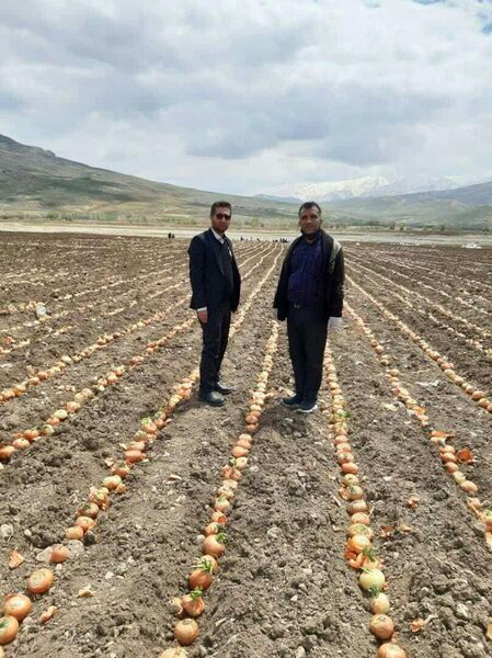 آغاز  کشت پیاز بذری در شهرستان کوهرنگ استان چهارمحال و بختیاری