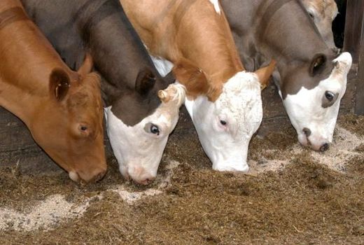 توزیع 18 هزار تن سبوس بین دامداران استان بوشهر