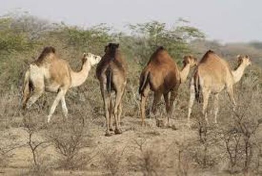 وجود 14 شهرستان پرورش دهنده شتر در خوزستان