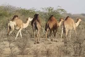 وجود 14 شهرستان پرورش دهنده شتر در خوزستان