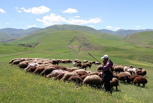 نقش چوپان در مدیریت مراتع
