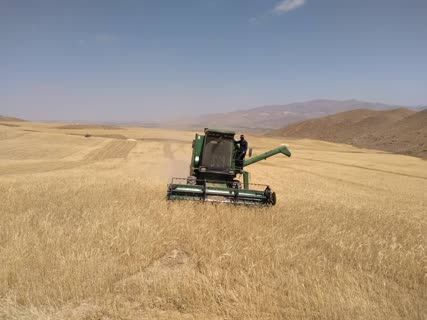 خرید ۲ هزار تن گندم بصورت تضمینی از کشاورزان شهرستان آوج