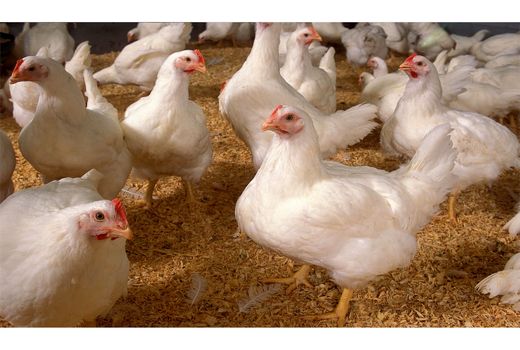 توزیع روزانه 5500 کیلوگرم گوشت مرغ در جویبار