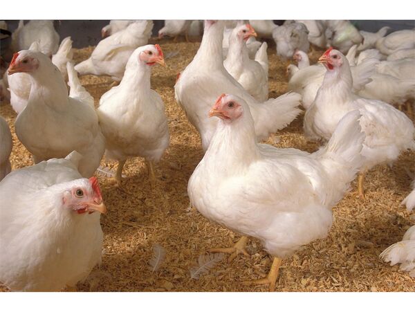 توزیع روزانه 5500 کیلوگرم گوشت مرغ در جویبار