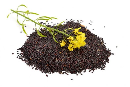 تامین و توزیع ۴۰ تن بذر کلزا در قزوین