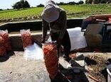 هویج اصفهان در راه بازار