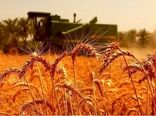 سنگرهای طلایی، سفره‌های آرام / روایتی از فرماندهان خاموش امنیت غذایی در روزهای التهاب