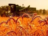 سنگرهای طلایی، سفره‌های آرام / روایتی از فرماندهان خاموش امنیت غذایی در روزهای التهاب
