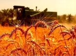 سنگرهای طلایی، سفره‌های آرام / روایتی از فرماندهان خاموش امنیت غذایی در روزهای التهاب