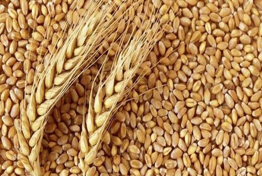 کردستان رتبه سوم برترین های کشور در تولید گندم / گندم های طلایی کردستان خوش درخشیدند
