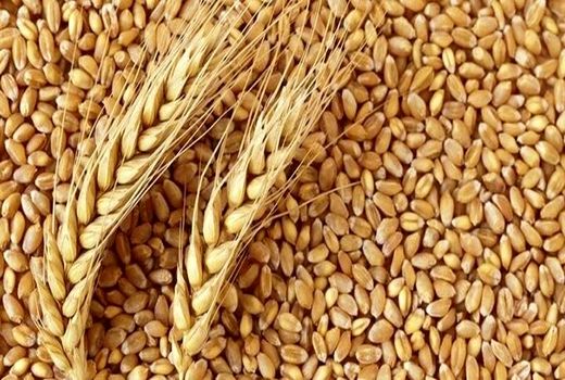 کردستان رتبه سوم برترین های کشور در تولید گندم / گندم های طلایی کردستان خوش درخشیدند
