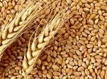 کردستان رتبه سوم برترین های کشور در تولید گندم / گندم های طلایی کردستان خوش درخشیدند
