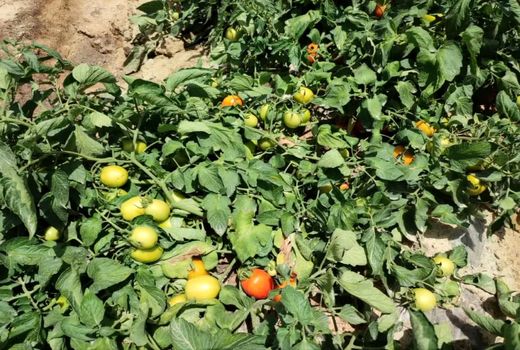 گوجه فرنگی کازرون وارد بازار شد