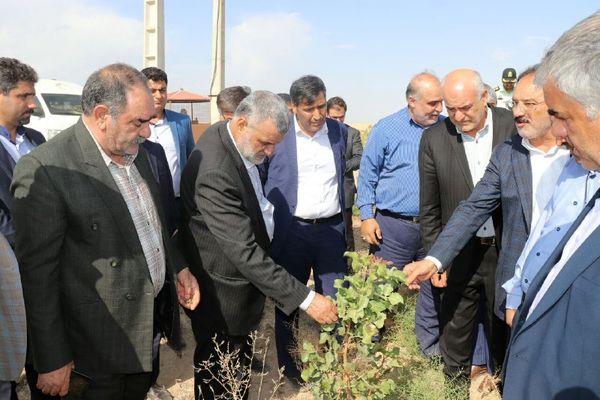 بازدید حجتی از «باغ پسته رقم کشت بافت UCB1 » در دامغان
