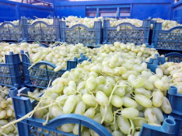 برداشت انگور از قطب تولید در فارس