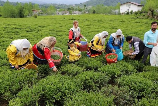 یک فنجان چای، همه را گرد هم می‌آورد